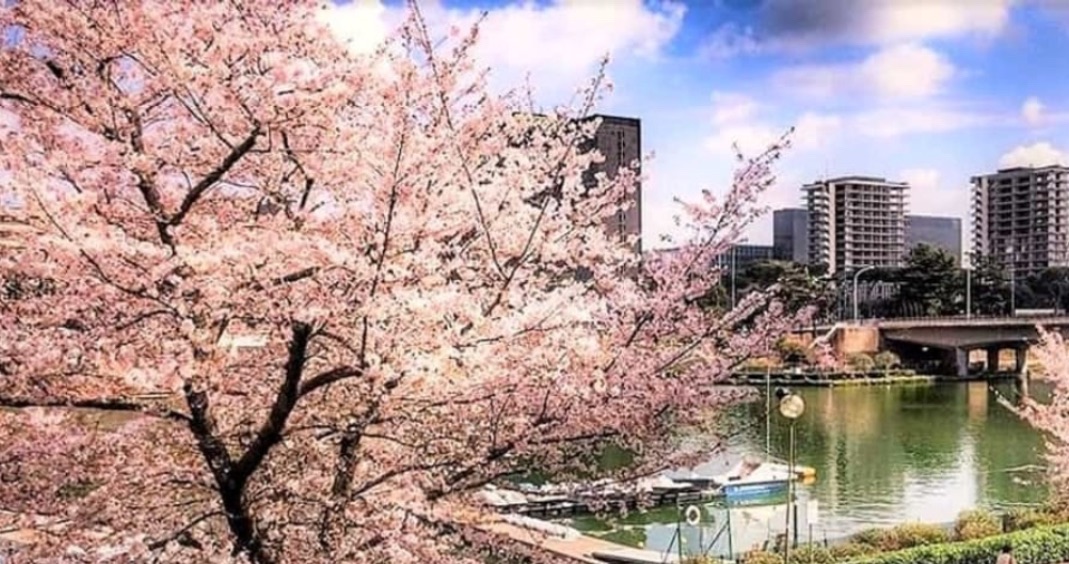 Roma come Tokyo: al Laghetto dell’EUR esplode la magia dell’Hanami